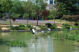 江陰天鶴公園