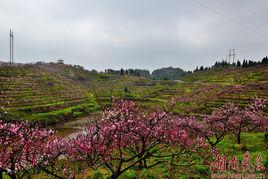 艾頭坪村