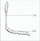 冬蟲夏草
