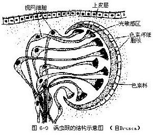 三角渦蟲的眼的結構示意圖