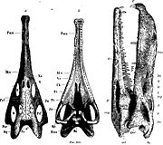 尼克羅龍（屬名：Nicrosaurus）是植龍目的一屬。它們的外表與生活方式可能類似鱷魚，但它們與鱷魚並非近親，而是平行演化的結果。尼克羅龍與鱷魚的主要差異在於鼻孔的位置，尼克羅龍的鼻孔位在前額，而鱷魚的鼻孔則位在口鼻部末端。根據2002年的研究，尼克羅龍、迷鱷、雷東達龍、偽帕拉鱷都屬於偽帕拉鱷亞科。尼克羅龍化石時期： 晚三疊紀 PreЄЄOSDCPTJKPgN 尼克羅龍的頭骨，1913年繪製 保護狀況 化石 科學分類 門： 脊索動物門 Chordata 綱： 蜥形綱 Sauropsida 目： 植龍目 Phytosauria 科： 植龍科 Phytosauridae 屬： 尼克羅龍 NicrosaurusFraas, 1866