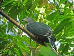 馬克薩斯皇鳩