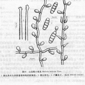 山龍眼小煤炱