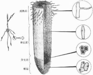 分生區