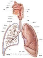 小兒嗜血流感桿菌肺炎