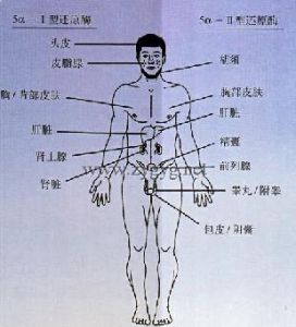 雄激素