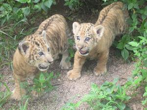 《動物園大亨2瀕危動物》