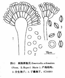 刺孢裸胞殼