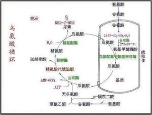 烏氨酸循環