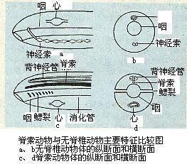 脊索動物門