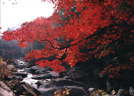 天橋溝國家森林公園