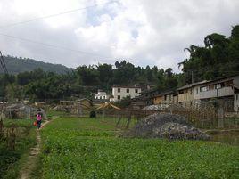 桑田村[雲南省墨江哈尼族自治縣下轄村]