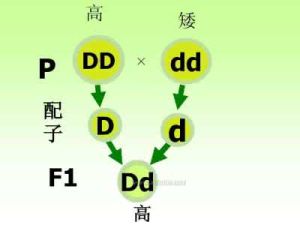 分離定律 