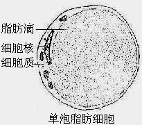 單泡脂肪細胞