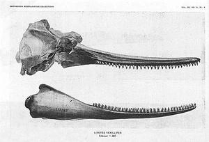1918年米勒發表在論文裡的白鱀豚模式標本圖片