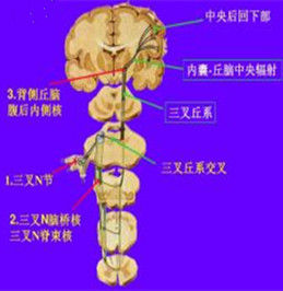 三叉丘系