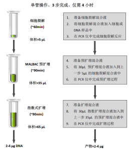 圖1:單細胞全基因組擴增流程