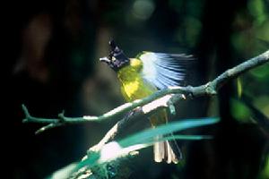 （圖）鳳頭雀嘴鵯