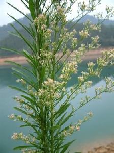 小蓬草