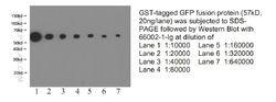 Proteintech公司GFP單抗WB結果