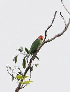 紅頰鸚鵡指名亞種