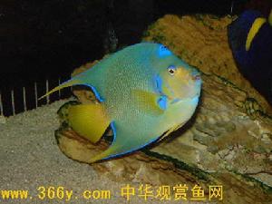 湯臣魚