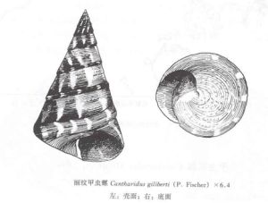 麗紋甲蟲螺