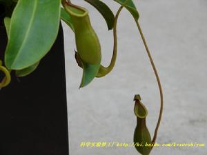 寬苞茅膏菜