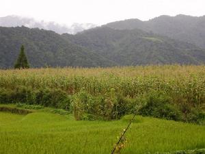 下單隴村農村經濟-玉米