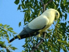 貝克氏皇鳩