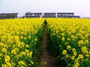 奉賢油菜花