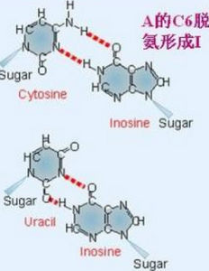 鹼基