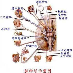 舌咽神經所在的位置