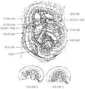 慢性腸系膜缺血