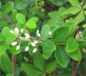 多葉勾兒茶（原變種）