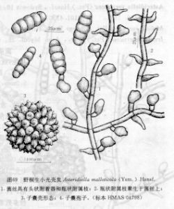 野桐生小光殼炱