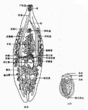 華支睪吸蟲