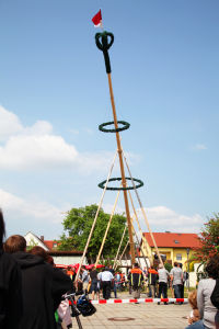 德國的“五月樹 Maibaum”是怎樣豎起來的