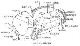 背側丘腦