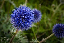 Echinops sphaerocephalus