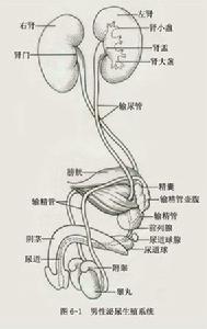 泌尿系統梗阻性疾病