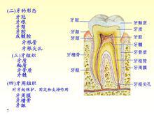 牙的形態及構造