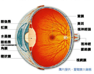 黃斑病變