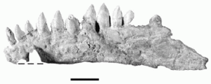 化石圖片 （牙齒）