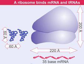 核糖體RNA