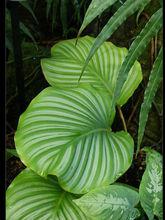 青蘋果[植物：青蘋果竹芋]