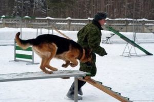 陳長林[陸軍軍犬繁育訓練基地主任]