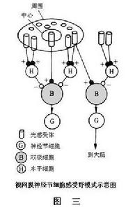 視覺感受野