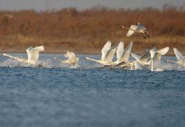 豫北黃河故道鳥類保護區