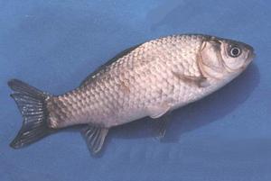 Crucian carp